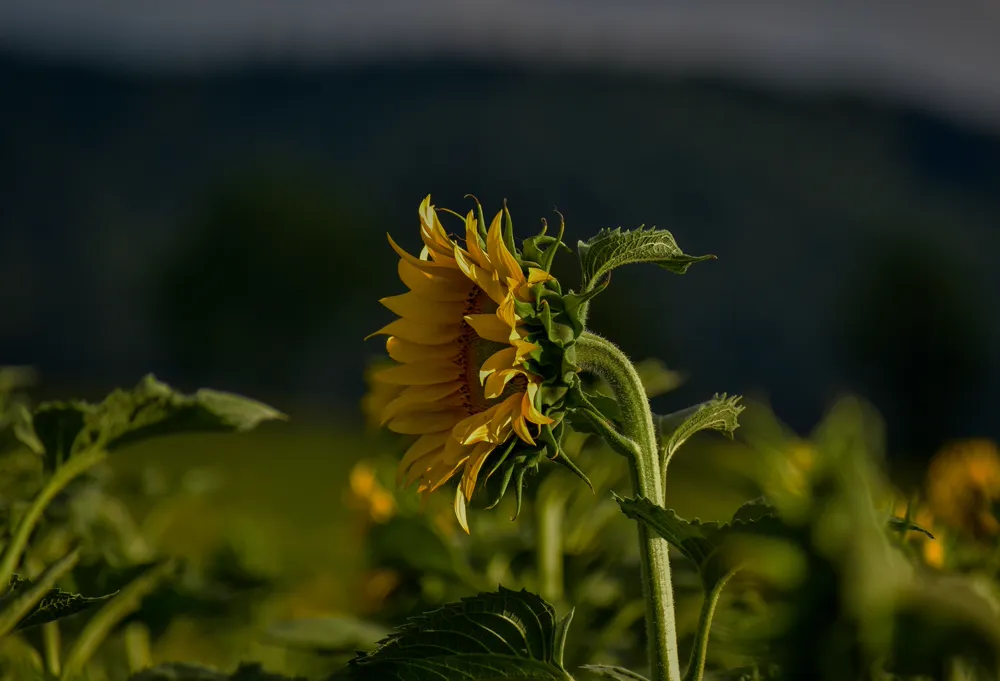 A single vivid yellow sunflower catching the light against a dark green field.