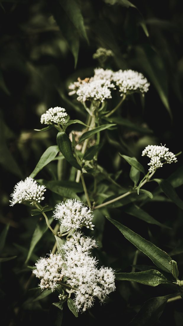 White blossom catching light against deep green foliage